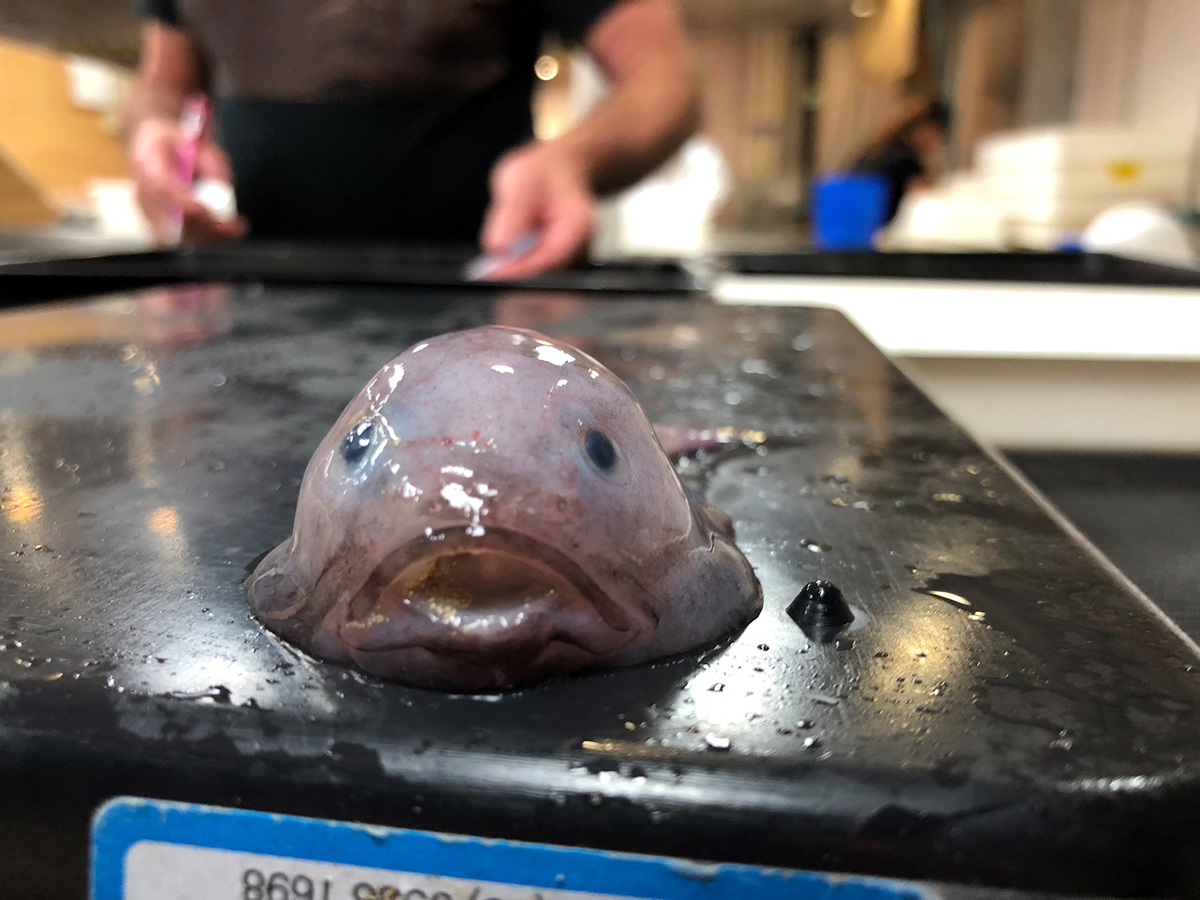 blobfish Psychrolutes marcidus Image CSIRO