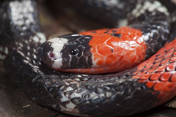 coral snake