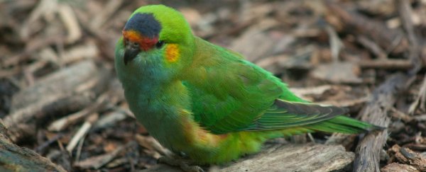 Australia sent hundreds of rare birds to a German zoo that might not actually be a zoo