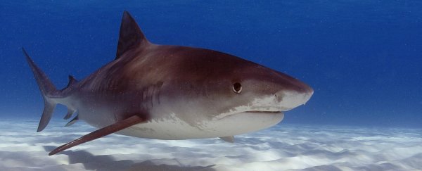 Sharks have existed more or less unchanged for millions of years, until now