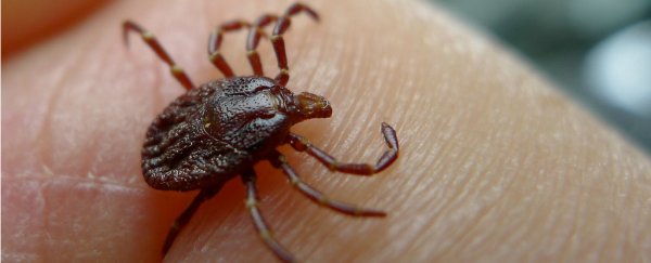 For the first time in 80 years, a new invasive tick species is threatening the US