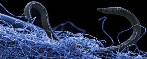 Scientists reveal a massive biosphere of life hidden under Earth's surface
