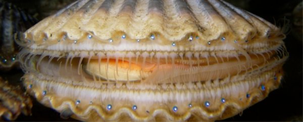 Billions of plastic nanoparticles collect in a marine animal in just hours