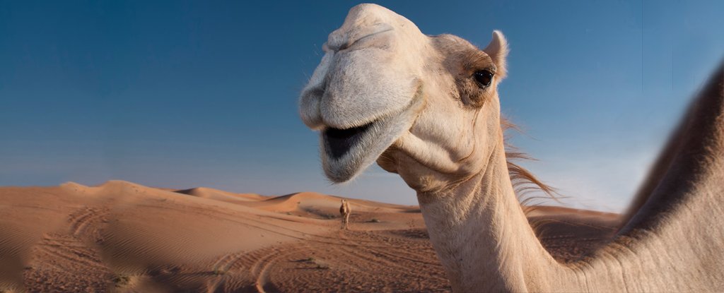 Here are 10 feel-good environment stories you may have missed in 2018