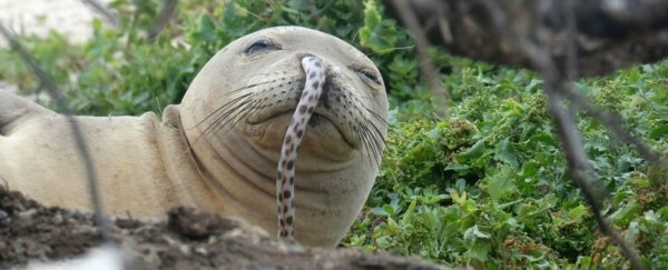 Rare Hawaiian monk seals keep getting eels stuck up their noses