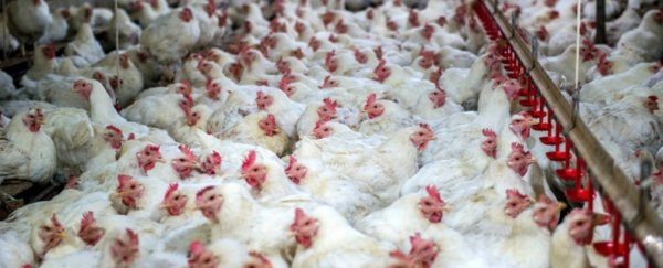 The legacy of human civilisation will be written in chicken bones