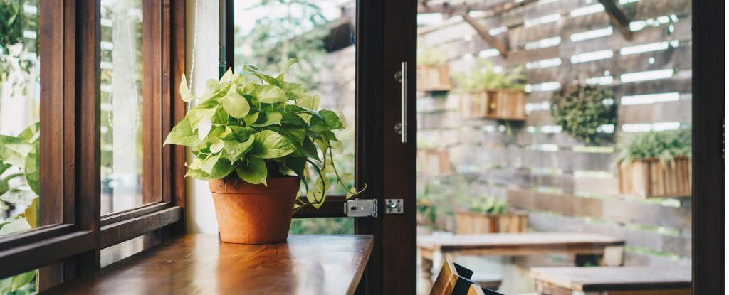 Scientists engineer a houseplant with rabbit DNA that sucks toxins from the air