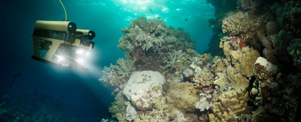A 'gold rush' at the bottom of the ocean could be the final straw for ecosystems