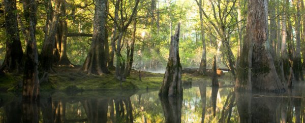 How Earth's future could soon recreate a lost world of 50 million years ago