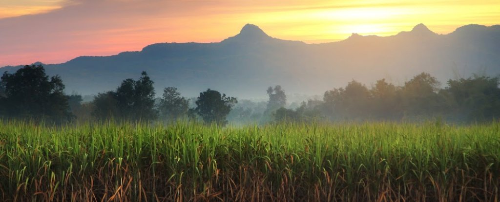 This island is producing electricity from a local crop, instead of importing oil