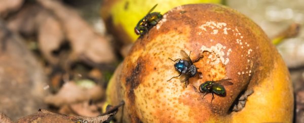 The gruesome story of how a lack of blow flies helped overturn a wrongful conviction