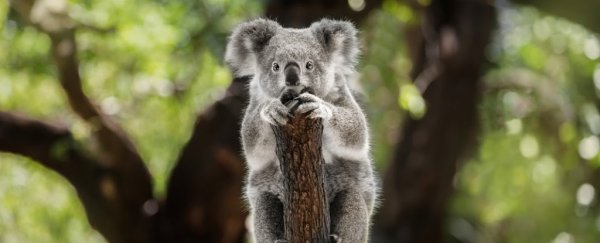 What's The Deadliest Animal in Australia? : ScienceAlert