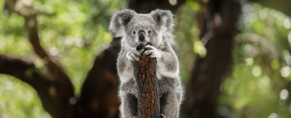 What's the deadliest animal in Australia?