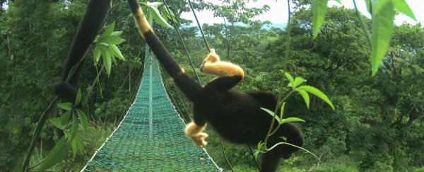 Black Costa Rican monkeys are turning yellow and the suspected cause is bitterly sad