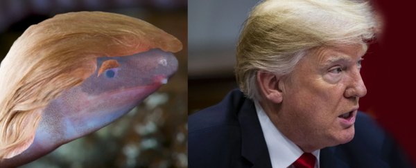 Blind, burrowing amphibian species named after Donald Trump for a special reason