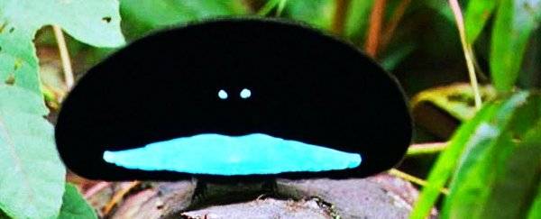 These 'useless' quirks of evolution are actually evidence it's still happening