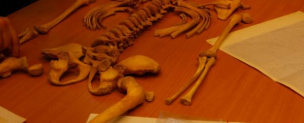 Bones of a child with something bizarre in its mouth have been found in a Polish cave