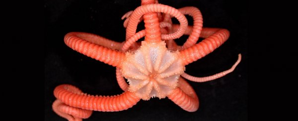 Look at all these insane deep-sea creatures scientists just found in Tasmania