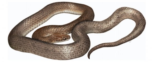 A new species of snake has just been discovered... inside another snake