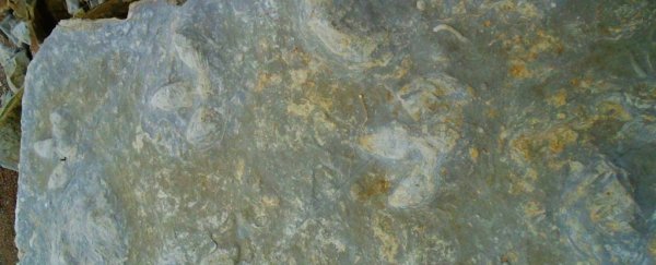85 incredibly detailed dinosaur prints have suddenly emerged in England