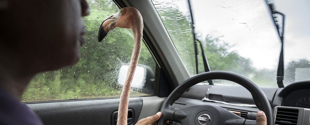 These most stunning wildlife photos of 2018 will make you feel many things