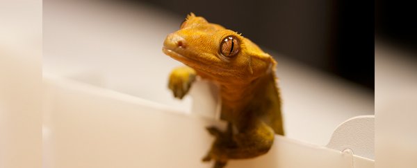 Scientists discover yet another way that geckos defy physics