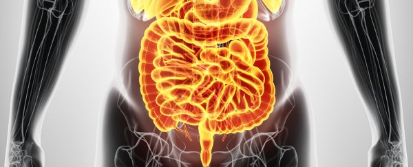 A lit up gut inside a human figure