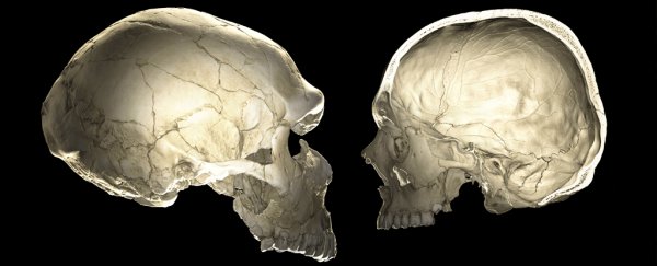 Your Neanderthal genes could be affecting the shape of your brain