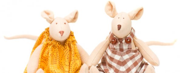 When it comes to monogamy, mice might be more like us than we'd like to admit
