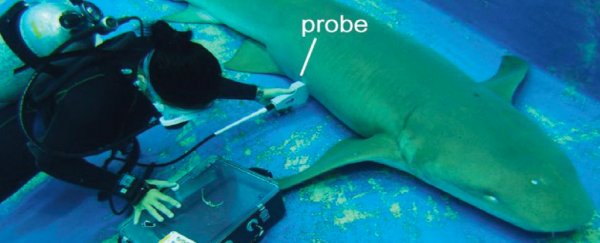 Unborn baby sharks will swim between uteruses to devour their brethren
