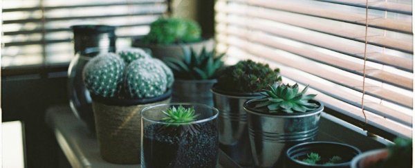 Stop stroking your plants, they absolutely hate it