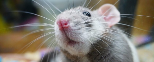 A SpaceX launch just got delayed because of moldy mouse food
