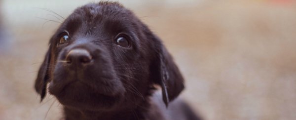 Why do we get such an overwhelming urge to squeeze cute things?