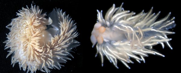 5 fantastically bizarre new nudibranch species have just been announced