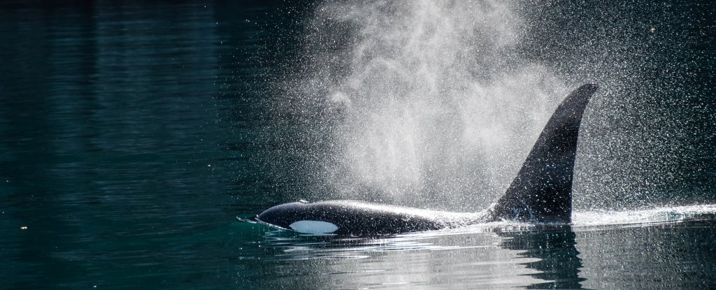 Stunning Drone Video Has Captured Wild Orcas Playing With A Human Swimmer