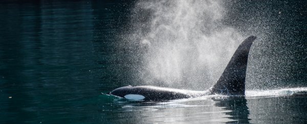 Stunning drone video has captured wild orcas playing with a human swimmer