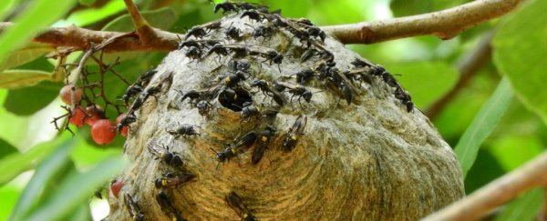 MIT scientists have turned wasp venom into a potential antibiotic