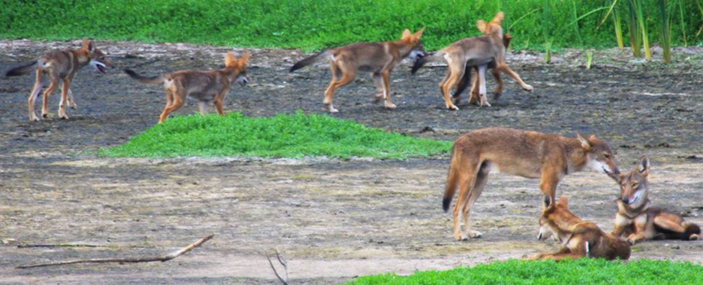 This mysterious population of canines carries ghostly traces of the extinct red wolf