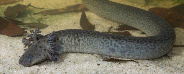 Scientists have captured a giant, 'mythical' siren species in Florida