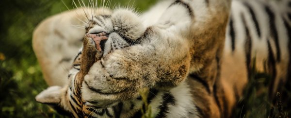 Can big cats actually purr?