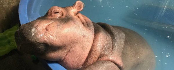 This video of a sweet baby hippo getting a bath is all you need to round out 2018