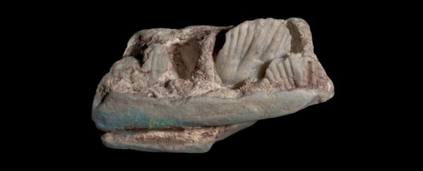 These stunning opals have turned out to be a previously unknown species of dinosaur