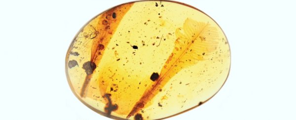 Scientists are excited over these 'weird' feathers preserved in 100-million-year-old amber