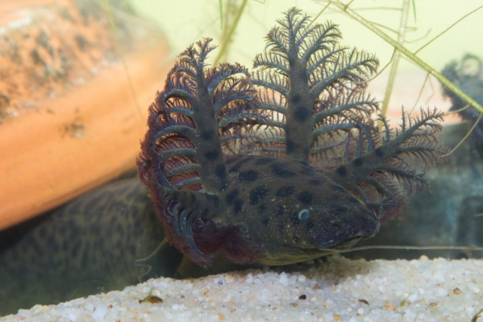 reticulated salamander external gills