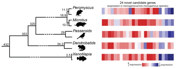 016 animals monogamy genetic formula 2