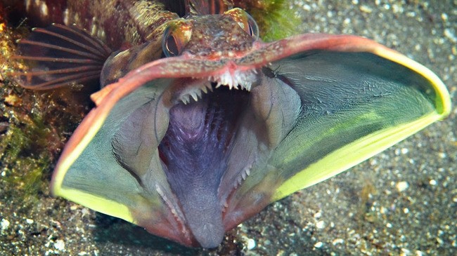 The Sarcastic Fringehead Is a Real Living Thing, And It&#39;s Spectacularly  Horrifying