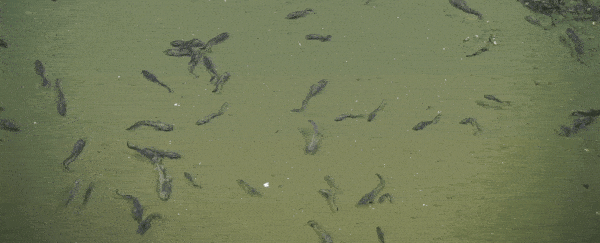 Scientists discover freaky fish thriving in waters we thought were deadly to life