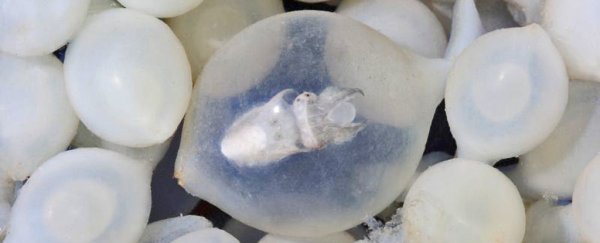 Baby cuttlefish have an incredible strategy to avoid enemies even before they hatch