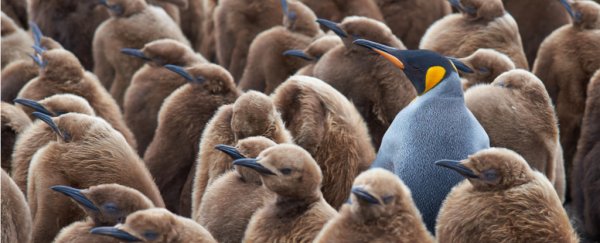 Can species evolve backwards? The strange science of 'devolution'