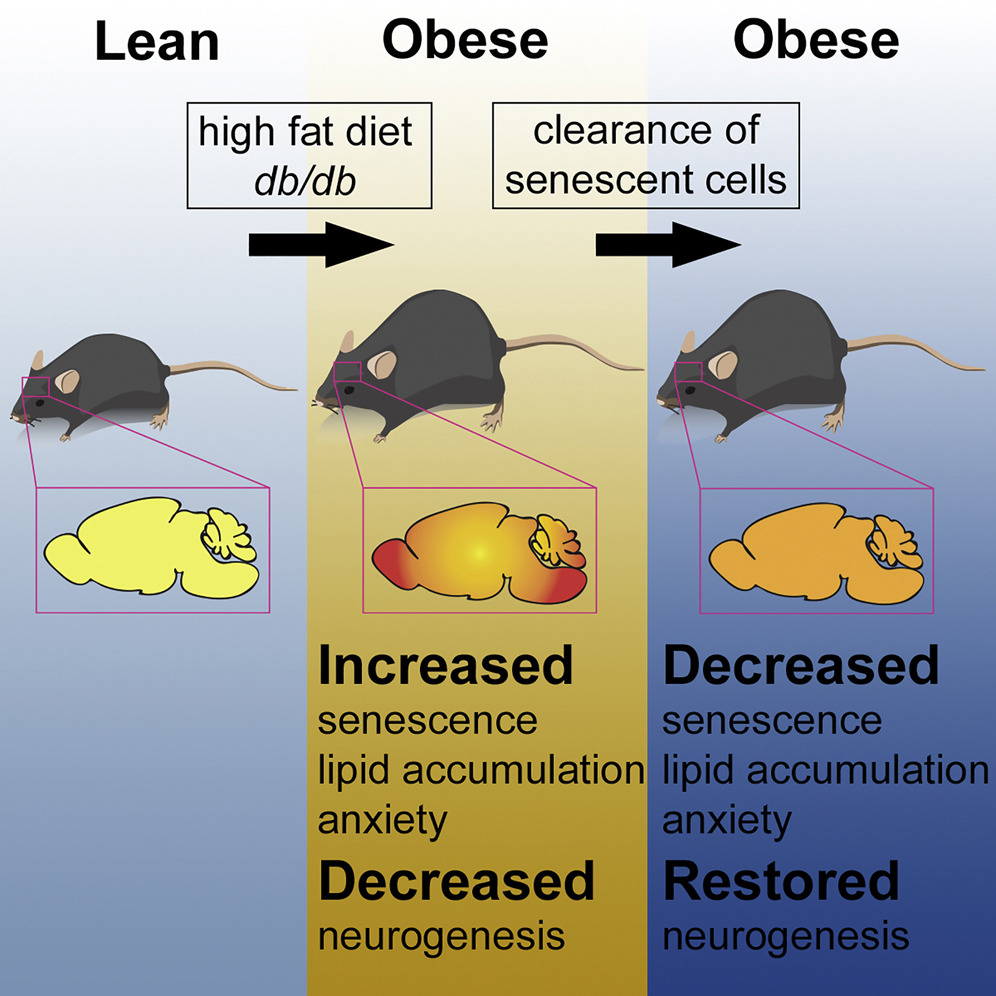 obesitymiceanxiety